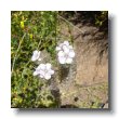 caterpillar phacelia